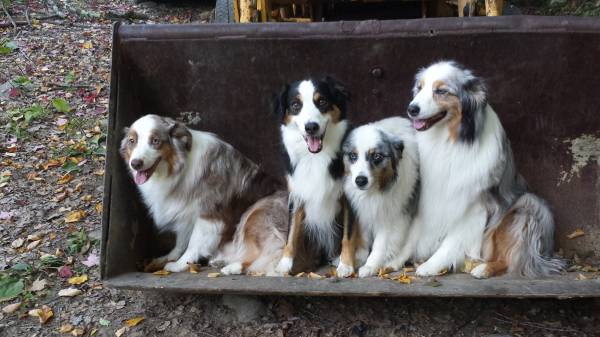 Awesome Aussie's!