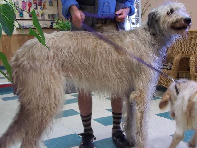 Tipper an Irish Wolfhound