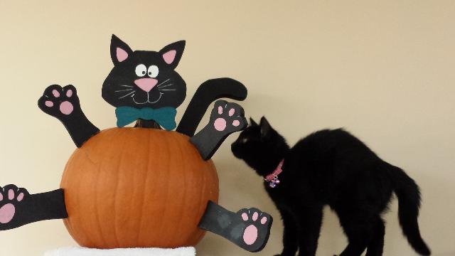 Isabella & pumpkin kitty