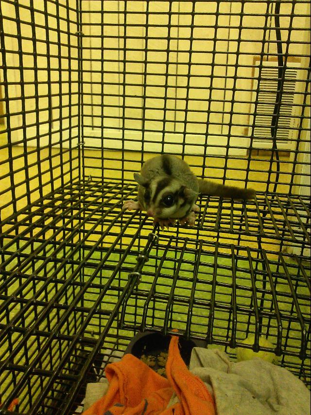 Maurice the sugar glider