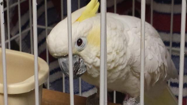 Daisy the cockatoo