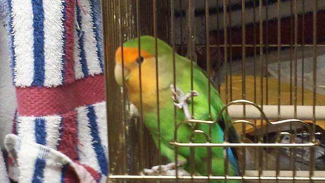 Mango the lovebird