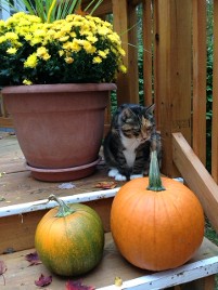 cat on porch