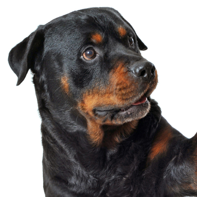 rotweiler